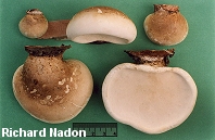 Piptoporus betulinus