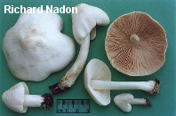 Pluteus tomentosulus