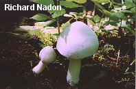 Pluteus tomentosulus