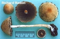 Lacrymaria velutina