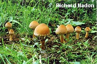 Lacrymaria velutina