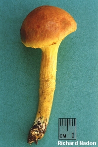 Pulveroboletus ravenelii