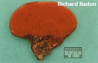 Pycnoporus cinnabarinus