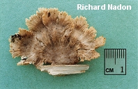 Schizophyllum commune