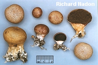 Scleroderma areolatum