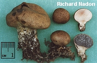 Scleroderma areolatum