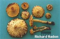 Suillus americanus