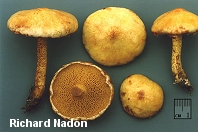 Suillus americanus