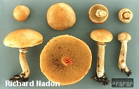 Suillus intermedius