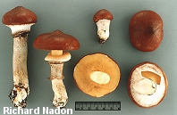 Suillus luteus