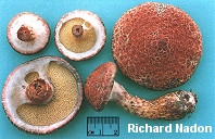 Suillus pictus