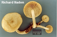 Tricholomopsis sulphureoides