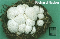 Vascellum curtisii