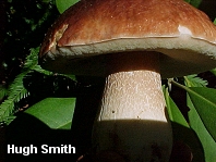 Boletus edulis var grandedulis