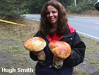 Boletus edulis var grandedulis