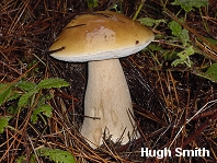 Boletus edulis var grandedulis