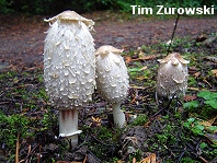 Coprinus comatus