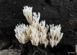 Artomyces pyxidatus