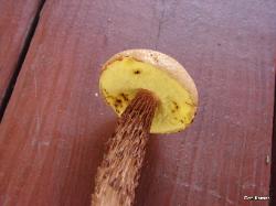 Boletellus russellii pore surface