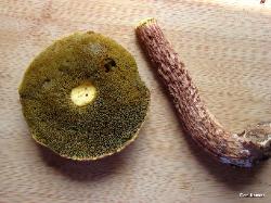 Boletellus russellii pore surface