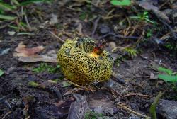 Neoboletus pseudosulphureus