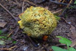 Neoboletus pseudosulphureus