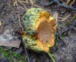 Boletus pseudosulphureus