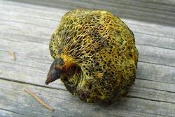 Neoboletus pseudosulphureus