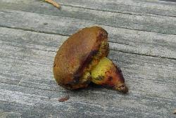 Neoboletus pseudosulphureus