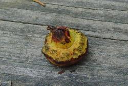 Neoboletus pseudosulphureus