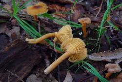 Cantharellus appalachiensis