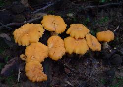 Cantharellus lateritius