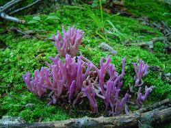 Clavaria zollingeri