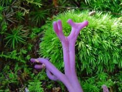 Clavaria zollingeri
