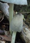 Coprinopsis atramentaria