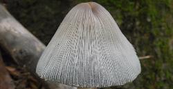 Coprinopsis atramentaria