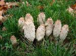 Coprinus comatus