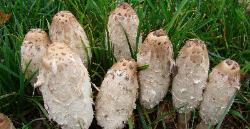 Coprinus comatus