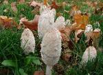 Coprinus comatus