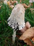 Coprinus comatus
