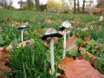 Coprinus comatus