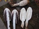Coprinus comatus