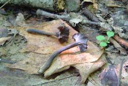 Craterellus calyculus