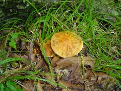 Cortinarius corrugatus