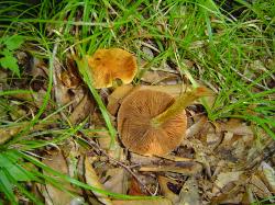 Cortinarius corrugatus