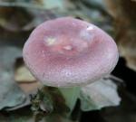 Russula Mushroom