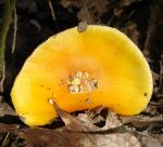 Amanita flaviconia