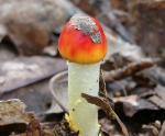 Amanita Mushroom