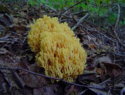 Ramaria aurea