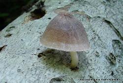 Pluteus longistriatus